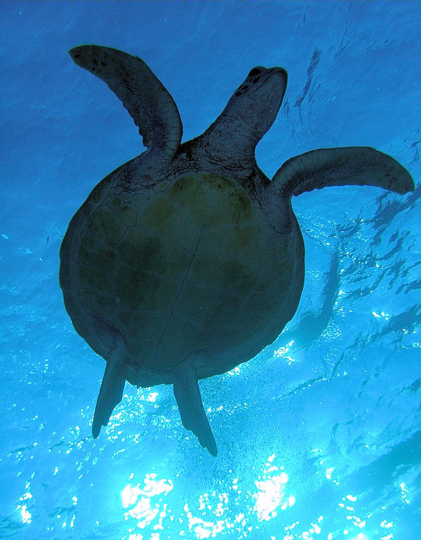 Discover Barbados with Turtle Swim